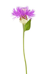 Violet flower on a white background
