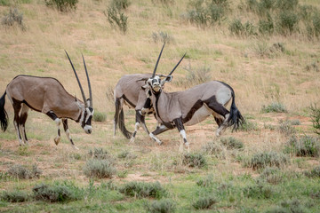 Two Gemsboks fighting in the grass.