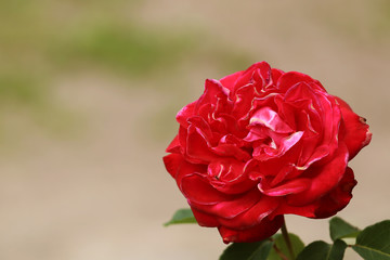 Macro shot of a single bright pink or light red rose in full bloom with petals wide open and a vibrant green and soft white background.