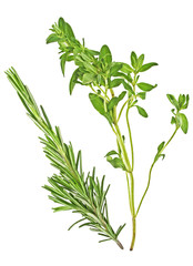 Thyme and rosemary sprigs isolated on a white background, Spices