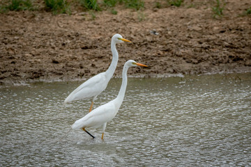 Two Yellow-billed egrets standing in the water.