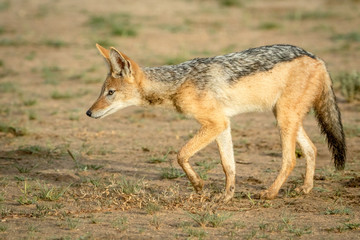 Fototapeta premium Side profile of a Black-backed jackal.