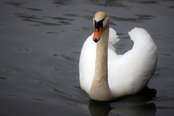 Obraz premium Swan on the water