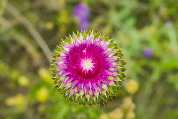 Purple flower close up