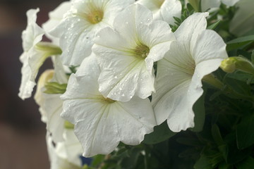 white flowers in a pot after rain, outdoors