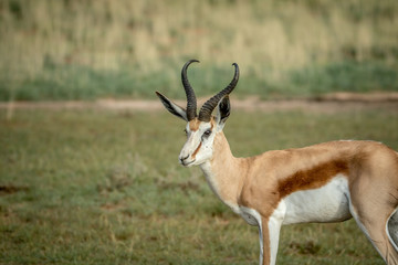 Naklejka na ściany i meble Side profile of a Springbok in Kalagadi.