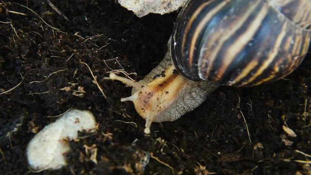Giant African land snail crawling over the soil