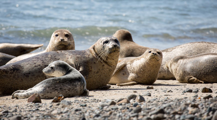 Fototapeta premium Harbor Seals (Phoca vitulina) Posing in Fitzgerald Marine Reserve, Moss Beach, California,USA. Alert Seals in the pacific coast beaches.