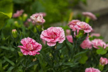 Pink and purple flowers 