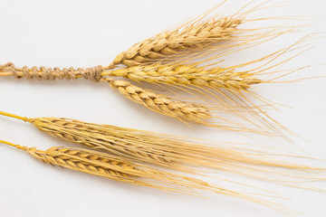 Three spikelets of wheat tied with a rope and two barley twig on a white background