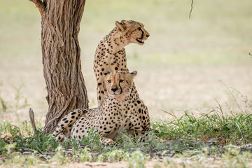 Two Cheetah brothers under a tree.
