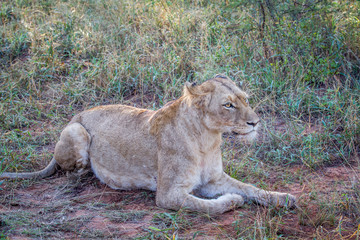 Naklejka na ściany i meble Lion laying in the grass in Kruger.