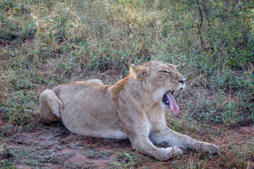 Lion laying in the grass and yawning.