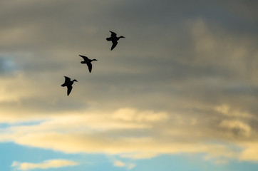 Three Silhouetted Ducks Flying in the Sunset Sky