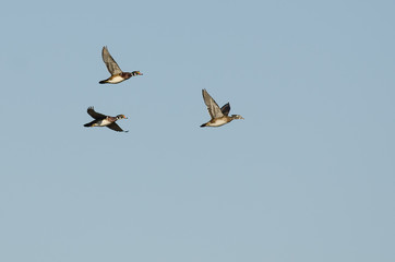 Flock of Wood Ducks Flying in a Blue Sky