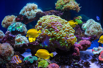 Fototapeta na wymiar Tropical fish butterfly and corals. Beautiful background of the underwater world