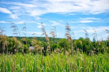Reed grows on the shore of a lake