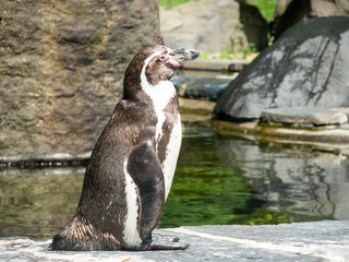 humboldt penguin near the water at the zoo