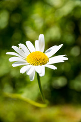 Fototapeta premium Single flowers of one marguerites bush