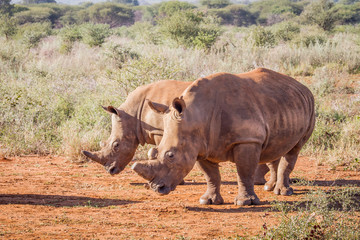Obraz premium Two White rhinos standing in the sand.