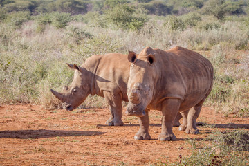 Obraz premium Two White rhinos standing in the sand.