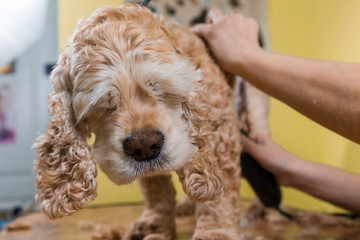 Grooming the hair of brown dog breed Cocker Spaniel
