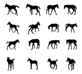 Set of silhouettes of foals
