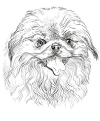 Vector portrait of Pekingese dog