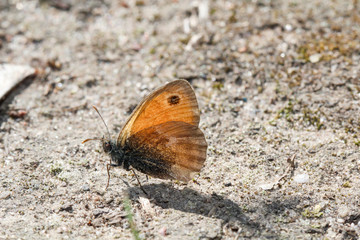 Große Ochsenauge, Kälberauge, Schmetterling Natur