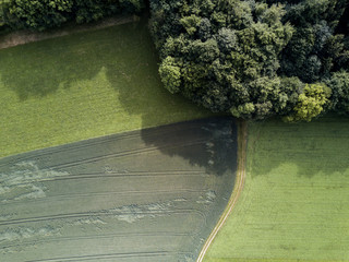 Aerial view of forest border