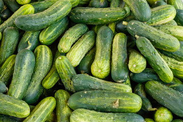 Cucumbers at a Farmers Market