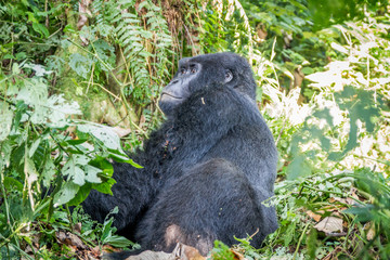Obraz premium Silverback Mountain gorilla sitting.