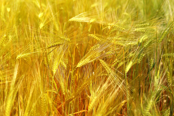 Photo of a macro field of rye