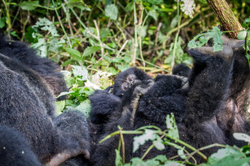 Baby Mountain gorilla playing with his family.