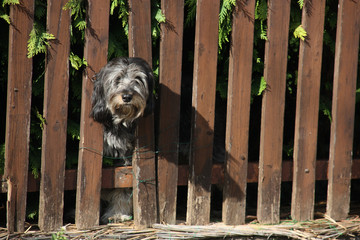frecher Hund blickt durch Zaun