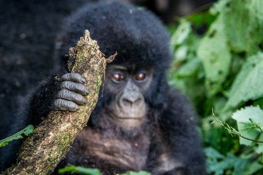 Close up of the hand of a baby Mountain gorilla.