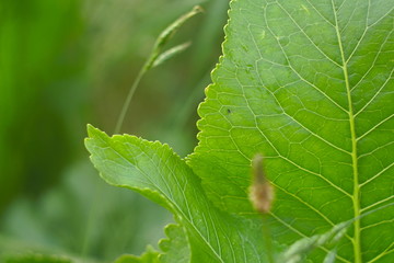 Green Leaves Of Horseradish