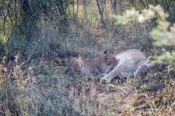 Baby Lion suckling from his mother.