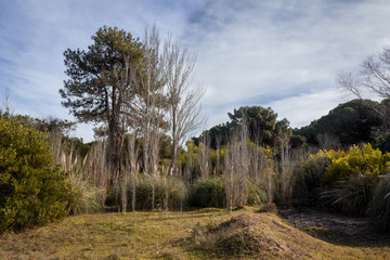 Fototapeta na wymiar Dry poplars on the mount
