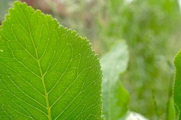 Green Leaves Of Horseradish