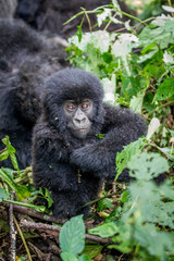 Close up of a baby Mountain gorilla.