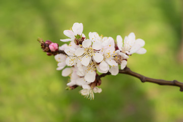 Apricot tree flower with buds and blossoms blooming at springtime, vintage retro floral background