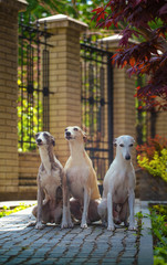 Three hunting whippet dog sitting on the path in the park