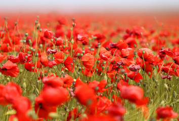 Photo of beautiful red poppies