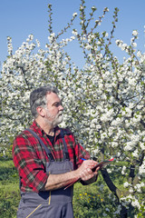 Farmer in the orchard