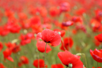 Obraz premium Photo of beautiful red poppies