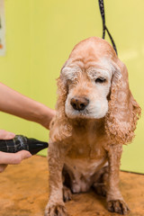 Grooming the hair of brown dog breed Cocker Spaniel