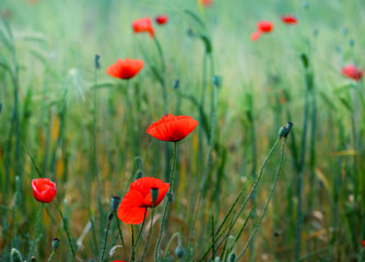 Obraz premium Photo of beautiful red poppies