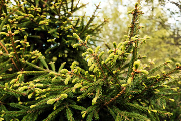 beautiful fluffy fir