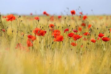Photo of beautiful red poppies
